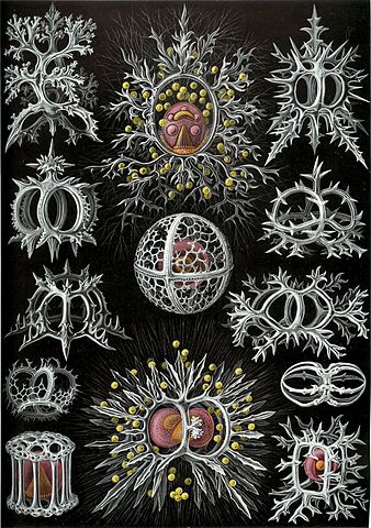 338px Haeckel Stephoidea